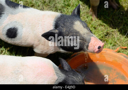 Thai-Stil vietnamesischen Pot Belly Ferkel Kindergarten Haus in Thai Schweinefarm Stockfoto