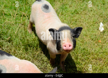 Thai-Stil vietnamesischen Pot Belly Ferkel Kindergarten Haus in Thai Schweinefarm Stockfoto