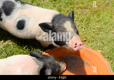 Thai-Stil vietnamesischen Pot Belly Ferkel Kindergarten Haus in Thai Schweinefarm Stockfoto