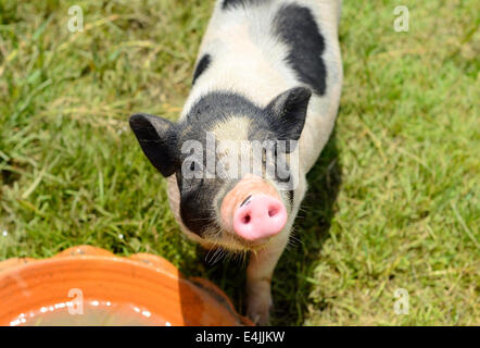 Thai-Stil vietnamesischen Pot Belly Ferkel Kindergarten Haus in Thai Schweinefarm Stockfoto