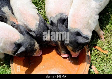 Thai-Stil vietnamesischen Pot Belly Ferkel Kindergarten Haus in Thai Schweinefarm Stockfoto