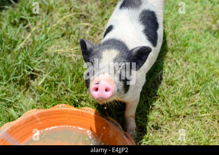 Thai-Stil vietnamesischen Pot Belly Ferkel Kindergarten Haus in Thai Schweinefarm Stockfoto