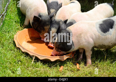 Thai-Stil vietnamesischen Pot Belly Ferkel Kindergarten Haus in Thai Schweinefarm Stockfoto