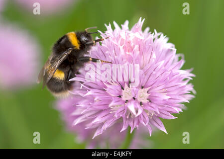 Hummel auf Schnittlauch-Blume Stockfoto