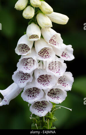 Nahaufnahme der Blüten der weißen Fingerhut, Digitalis Purpurea Alba Stockfoto