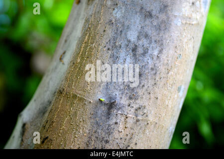 Pilz auf Baumrinde Stockfoto