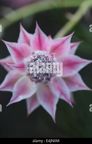 Nahaufnahme der Blüte der Serruria Florida (blushing Bride) Stockfoto