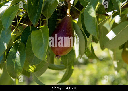 Louise Bonne Jersey Birne Stockfoto