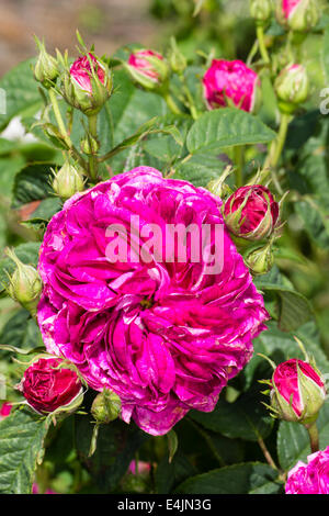 Blüte und Knospen von Gallica-Rose, Rosa "Charles de Mills" Stockfoto