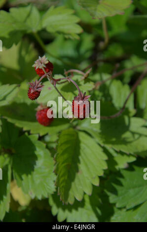 Fragaria Vesca, Walderdbeere Großbritanniens Stockfoto