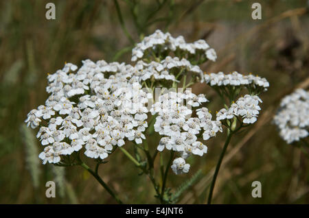 Achillea Millefolium oder gemeinsame Schafgarbe - weiße Sorte. Stockfoto