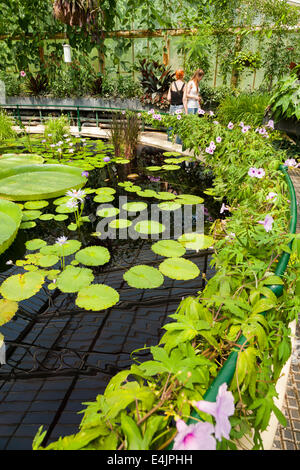 Innenraum der Lilly Teich/Flower/blühende Seerosen im Inneren Seerose/Seerose Haus. Kew Royal Botanical/Botanischer Garten/Garten UK. Stockfoto