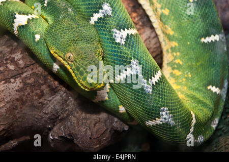 Emerald Green Tree Boa Stockfoto