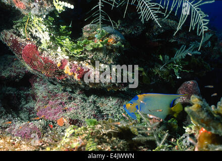 Königin-Kaiserfisch Holacanthus Ciliaris, Pomacanthidae, Kuba, Karibik, Mittelamerika Stockfoto