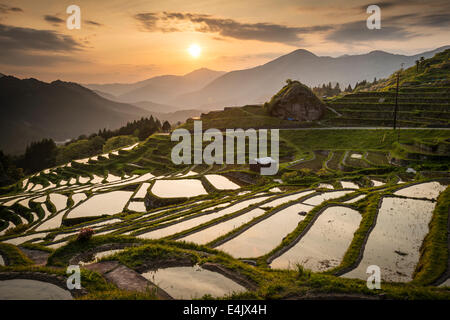 Japanischer Reisterrassen bei Sonnenuntergang. Maruyama-Senmaida, Kumano, Japan. Stockfoto