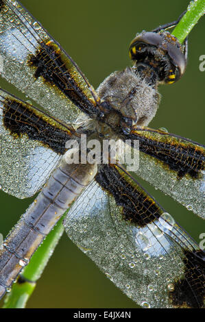 Nahaufnahme Makroaufnahme einer Twelve-Spotted Skimmer Libelle, bedeckt im Morgentau sinkt. Stockfoto