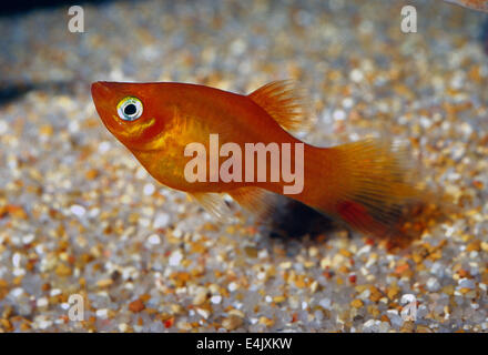 Schwertträger Xiphophorus Helleri, Poeciliidae, Mittelamerika Stockfoto