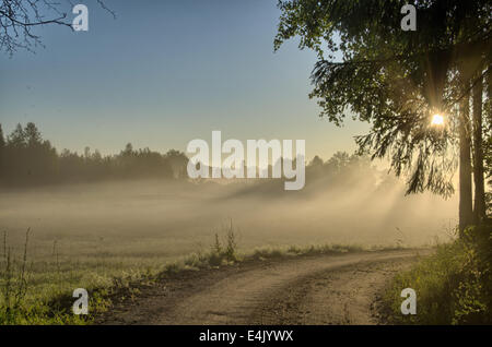 Landstraße im Wald in der Dämmerung, hdr Stockfoto