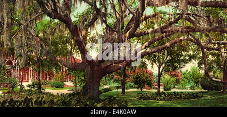 Alte Eiche im Tampa Bay Hotel, Tampa Bay, Florida, ca. 1902 Stockfoto