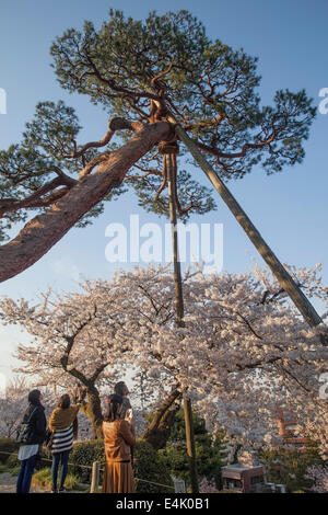 Antike Kiefer im Kenrokuen Garten unterstützt durch hohe Stangen, Kanazawa, Japan Stockfoto