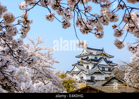 Hikone Castle in Hikone, Präfektur Shiga, Japan. Stockfoto