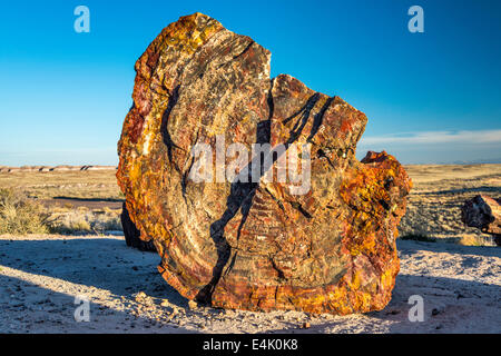 Versteinertes Holz auf Giant Logs Trail, Petrified Forest National Park, Colorado Plateau, Arizona, USA Stockfoto