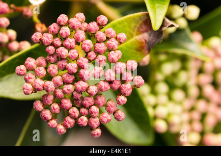 Rosa Knospen an eine Blume in voller Blüte zu öffnen Stockfoto