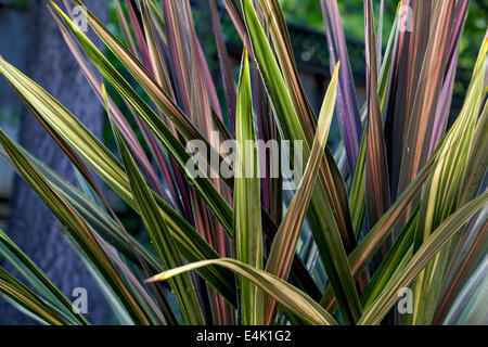 Phormium Tenax Sundowner Strauch Pflanzen, Marin County, Kalifornien, USA, Nordamerika.