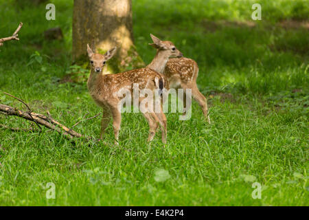 Zwei junge Kleinkind Reh Damwild Kinder spielen auf der grünen Wiese Weide im Wald im Sommer Stockfoto