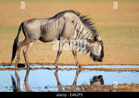 Gnus (Connochaetes Taurinus) an einer Wasserstelle, Kalahari-Wüste, Südafrika Stockfoto