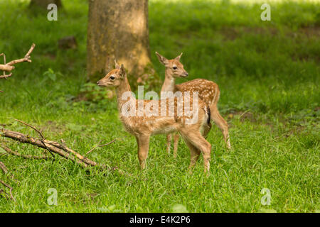 Zwei junge Kleinkind Reh Damwild Kinder spielen auf der grünen Wiese Weide im Wald im Sommer Stockfoto