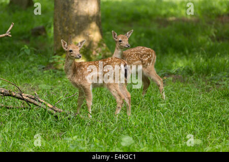 Zwei junge Kleinkind Reh Damwild Kinder spielen auf der grünen Wiese Weide im Wald im Sommer Stockfoto