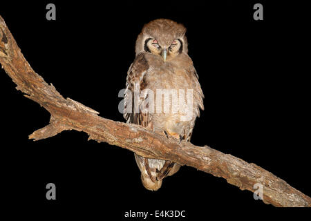 Ein Riesen-Uhu (Bubo Lacteus) thront auf einem Ast in der Nacht, Südafrika Stockfoto