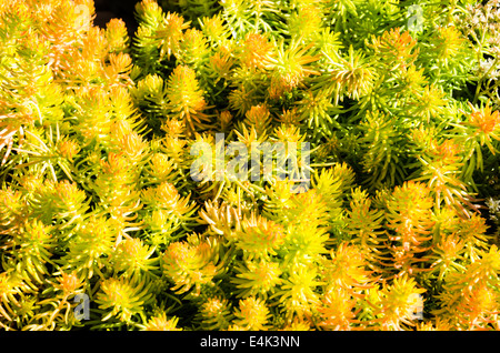 Sedum Pflanzen oder Sempervivum für nachhaltige Dach Anpflanzungen verwendet Stockfoto