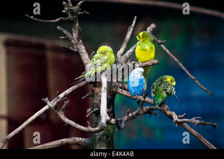 Gruppe von schönen Papageien in einem Baum Stockfoto