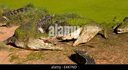 Krokodile am Malcolm Douglas Crocodile Park und Tier Zuflucht in der Nähe von Broome in Westaustralien Stockfoto