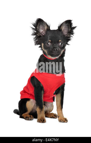 Chihuahua mit roten Hemd Stockfoto