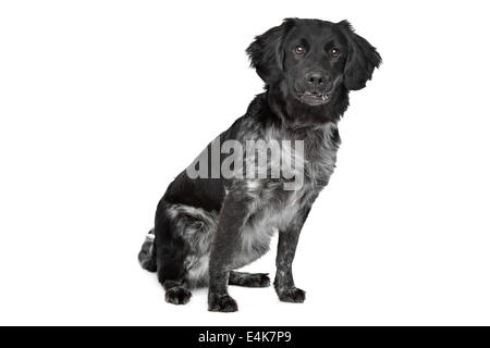 Stabyhoun, friesischen zeigenden Rasse Stockfoto