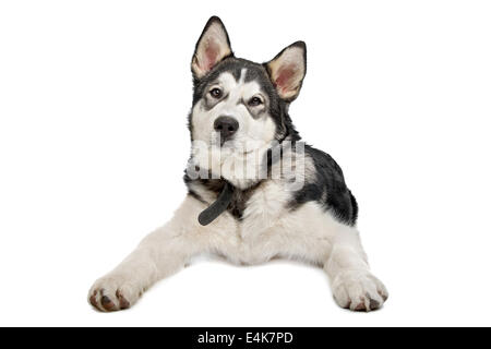 Alaskan Malamute Welpen Stockfoto