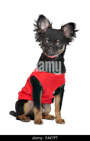 Chihuahua mit roten Hemd Stockfoto