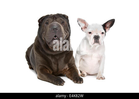 Shar-Pei und eine französische Bulldogge Welpen Stockfoto