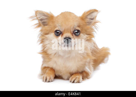 Braune lange Haare chihuahua Stockfoto