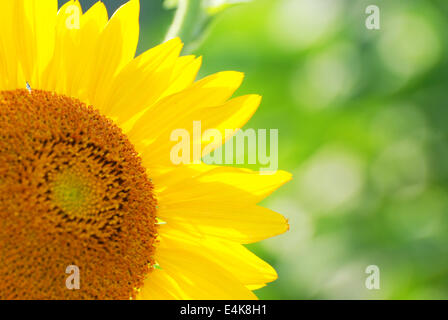 Sonnenblumen im Freien. Stockfoto