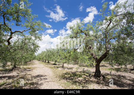 Olive Bäume Feld. Canosa DP, Puglia. Italien Stockfoto