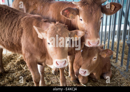 Gruppe von jungen Kalb. Foggia, Apulien. Italien Stockfoto