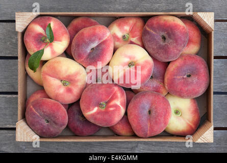 Holzkiste von frischen Saturn Pfirsiche (Prunus Persica) Stockfoto