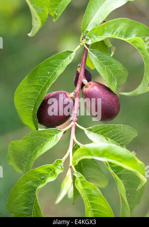 Nektarinen Pfirsiche am Baum. Stockfoto