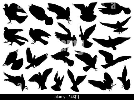 Reihe von verschiedenen Tauben isoliert auf weiss Stockfoto