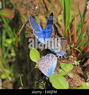 blaue Schmetterlinge auf Feld Kraut Stockfoto