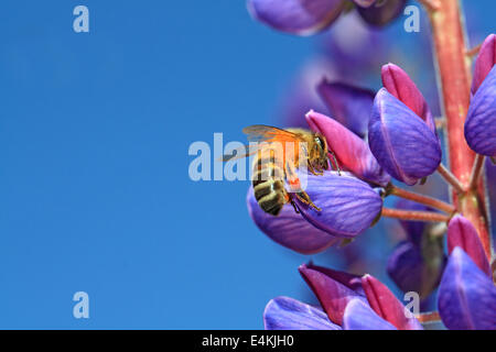 Biene auf blaue lupine Stockfoto